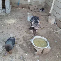 فروش بوقلمون نر