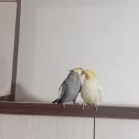 عروس هلندی نر و ماده