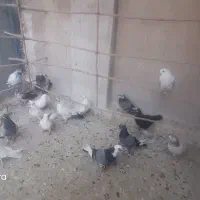 کبوتر پرشی