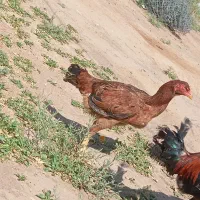 لاری|حیوانات مزرعه|تربت جام, المهدی|دیوار