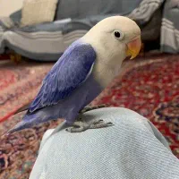 طوطی برزیلی