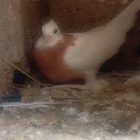 کبوتر طوقی