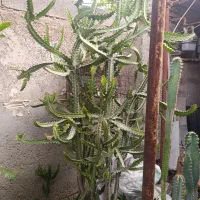 گل کاکتوس