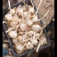 سیر همدان وشمال