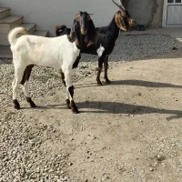 بزشکم اول تمیز