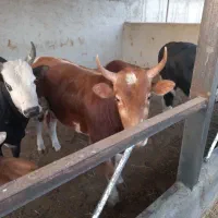 گوساله چاق گیلک