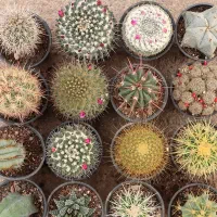 گونه های کاکتوس