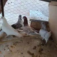 کفتر پرشی معاوضه با قناری