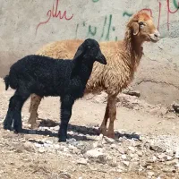 1عدد گوسفند مطفل درجه یک بابره نر دندان سالم