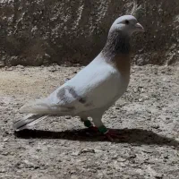 نقره ایی خودمونی