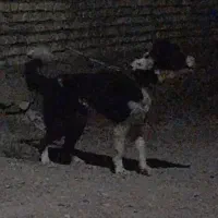 شاتوله قدرجونی ۷ ماهه نگهبان