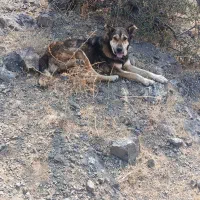 سگ سرابی ماده