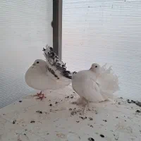 کبوتر دم چتری