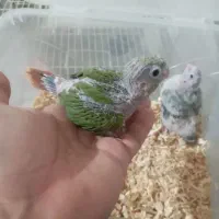 جوجه گرنچیک سرلاکی