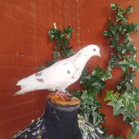 بلژیکی دستی آموزش دیده