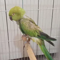 طوطی ملنگو سخنگو