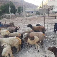 فروش ومعاوضه گوسفند