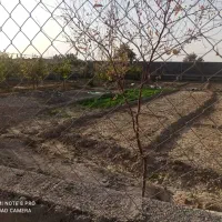 باغ-میوه-در-خاتون-آباد