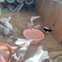 کبوتر