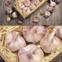 سیر ممتاز