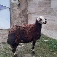 میش جوان نژاد دار