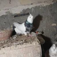 فروش کبوتر
