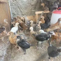 جوجه ۲۴ الی ۲۸ روزه