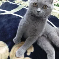 گربه اسکاتیش