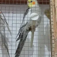 جفت عروس هلندی