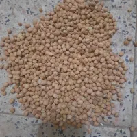 نخود دیم به شرط پخت