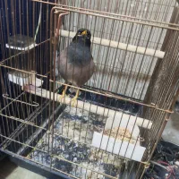 مرغ مینا وراج