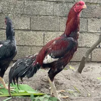 مرغ لاری تاج مهر اصیل