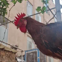 خروس
