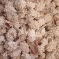 شکروک ،شیکرتغال