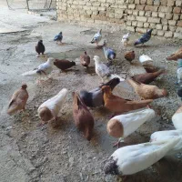 کبوتر رنگی