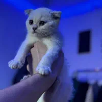 گربه اسکاتیش
