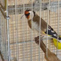 طالب ماده سهره