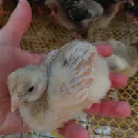 جوجه مرغ و خروس ویاندوت