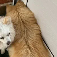 واگذاری پامرین