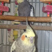 یک جفت عروس هلندی مولد