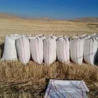کاه گندم سفید دیم کرمانشاه به شرط