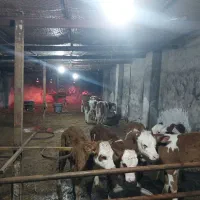 فروش گوساله اصیل سمینتال دامداری صنعتی لاهیج دام