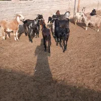فروش ۱۲راس بز داشتی