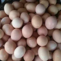تخم مرغ نطفه دار محلی