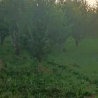 باغ-فروشی