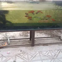 اکواریوم