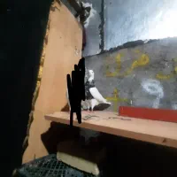 کفتر