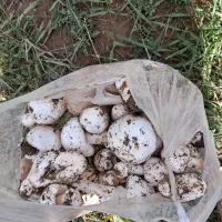 گوبلک