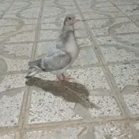 جوجه کفتر