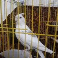 عروس هلندی آلبینو همراه جوجه